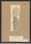 Cerataulus californicus A. Schm. (de-Toni-Nr.: Genus 173, Species 4452) Zeichnungen Sammlung Grunow Nr. 8018 (NHMW-BOT-W0377321)